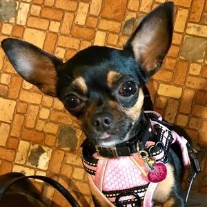 Meet your Posher, Lisa